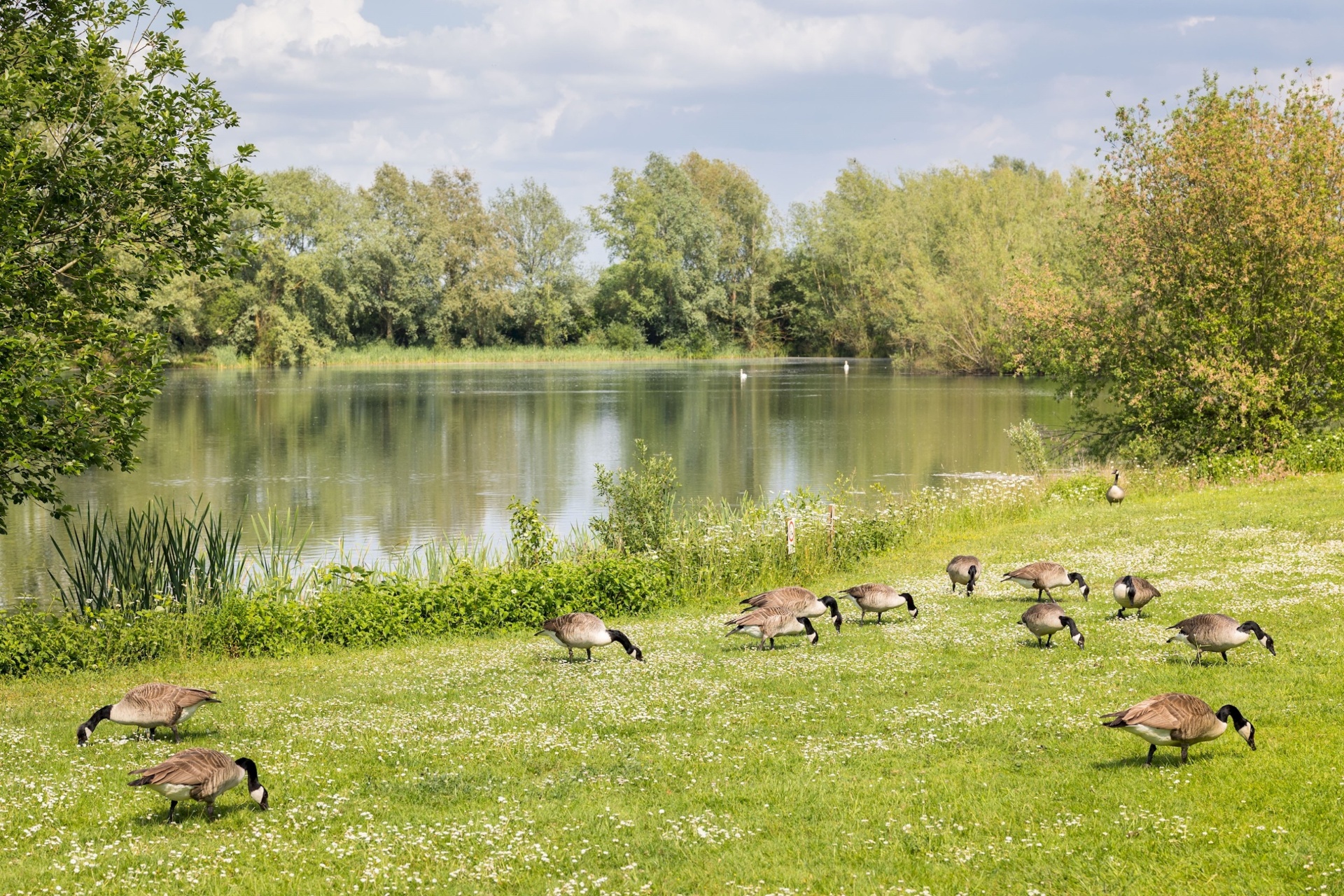 Canada geese grazing on the grass beside Lake Pochard