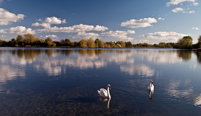 Swans on the Cotswold Water Park at golden hour