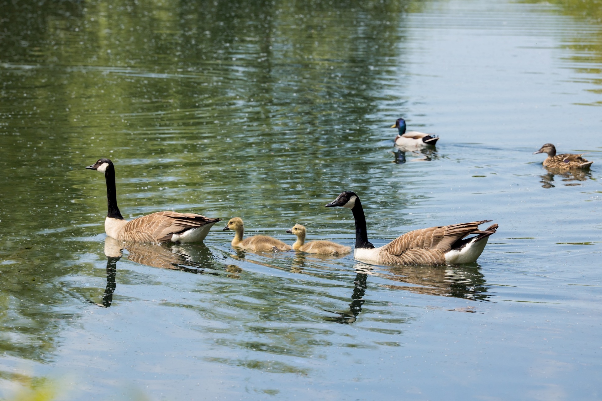 A family of geese with goslings on Lake Pochard